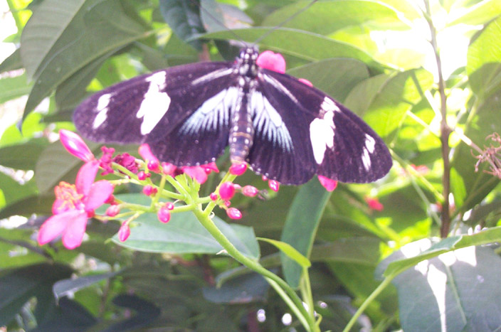 Butterfly Conservatory 013