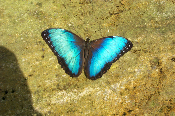 Butterfly Conservatory 014