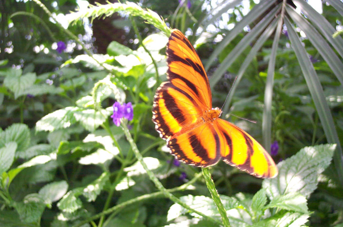 Butterfly Conservatory 015