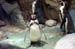 Aquarium Penguins 001
