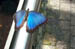 Butterfly Conservatory 001