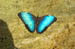 Butterfly Conservatory 014